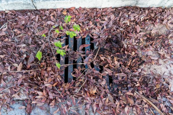 Cost of Yard Drain Unclogging in Springdale